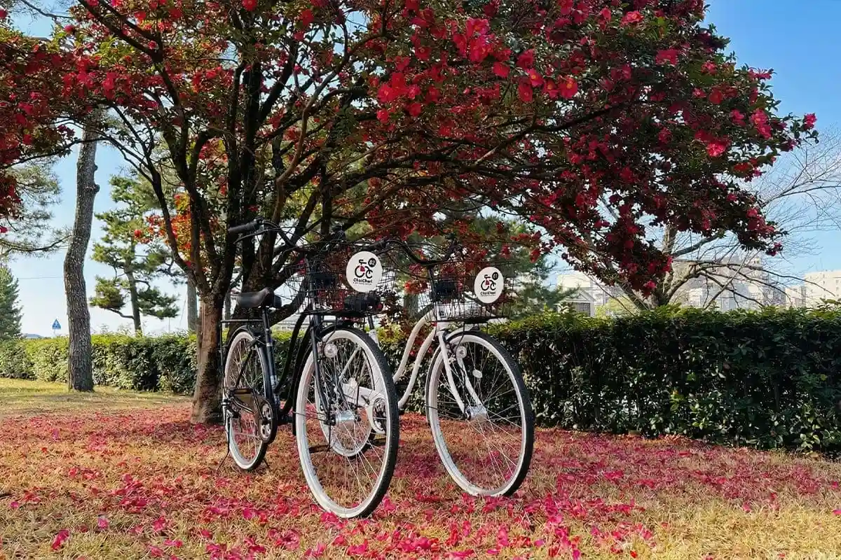 京都の季節毎に違う景色をレンタル自転車で楽しんでください
